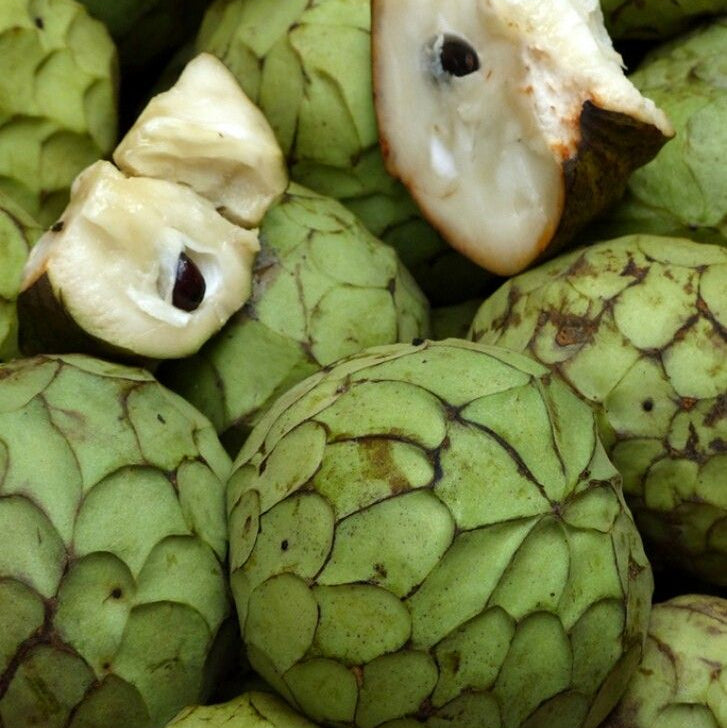 Chirimoya-morcar