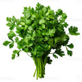 Cilantro-morcar