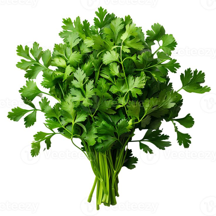 Cilantro-morcar