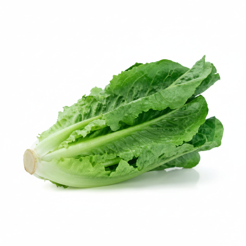 Lechuga-chilena-morcar