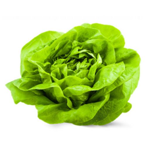 Lechuga-francesa-morcar