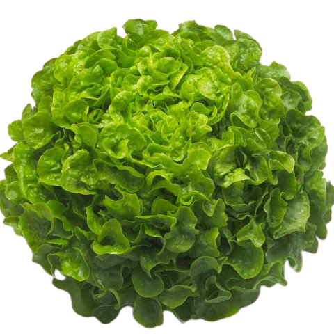 Lechuga