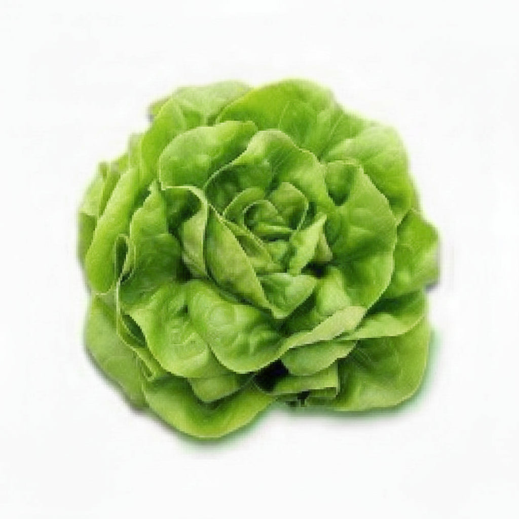 lechuga-espanola-morcar